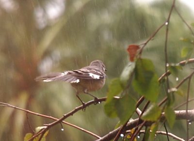 [The bird is perched on a leafless section of tree branch and faces away from the camera. Patches of white are visible amid the brown feathers. The falling rain shows on the images as thin grey-white vertical stripes. There are drops of water just about ready to fall from sections of the branch.]